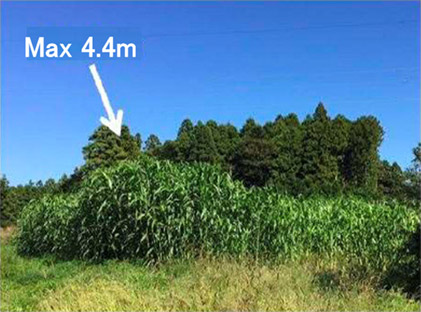 Fig.2　Sorghum showing steady growth in the same farmland (September 2018)