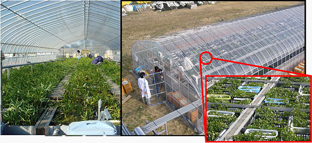写真2　水耕栽培浄化実験施設の風景