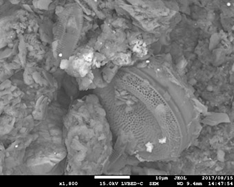 図5 コアサンプル中にみられる珪藻の電子顕微鏡写真