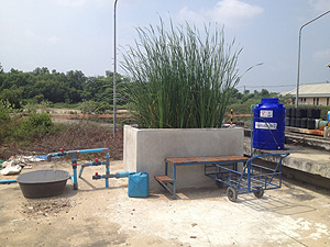 写真　タイ国で実施中の人工湿地モデル試験