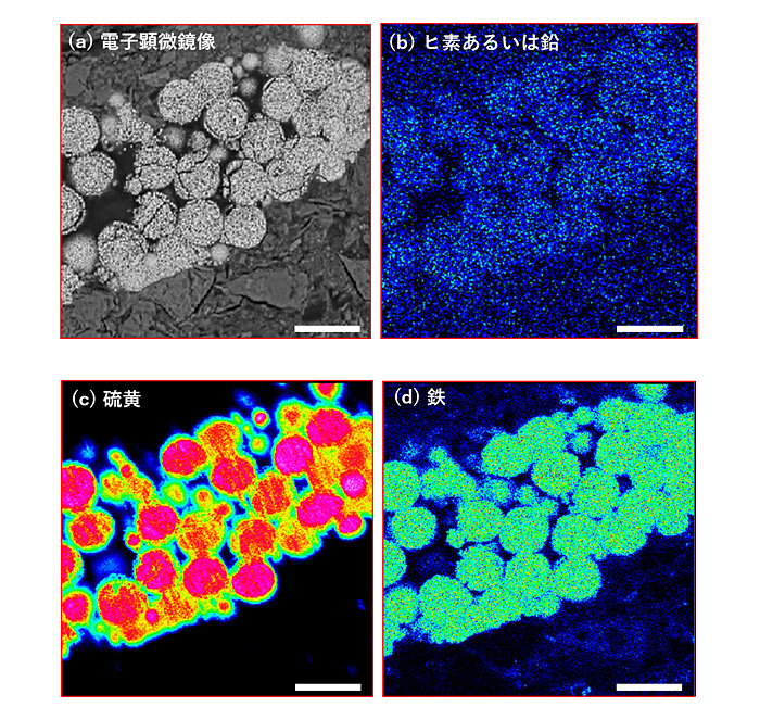 図１：（左上）電子顕微鏡像および元素濃度マッピング分析、（右上）ヒ素あるいは鉛、（左下）硫黄 、（右下）鉄