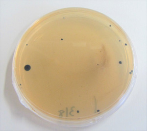 図2 最終処分場から分離した硫酸還元菌